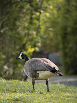 Canadian Goose at Cheam Lake Wetlands Regional Park during a spring season in Rosedale, Fraser Valley, British Columbia, Canada
