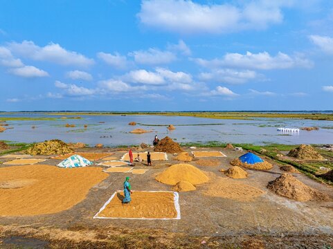 Kishoreganj, Bangladesh March 05 2026: Flood-affected farmers harvest half-submerged Boro paddy in waist-deep water, racing to save crops as rising haor waters threaten total loss.