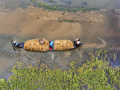 Kishoreganj, Bangladesh March 05 2026: Flood-affected farmers harvest half-submerged Boro paddy in waist-deep water, racing to save crops as rising haor waters threaten total loss.