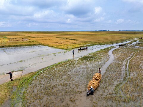 Kishoreganj, Bangladesh March 05 2026: Flood-affected farmers harvest half-submerged Boro paddy in waist-deep water, racing to save crops as rising haor waters threaten total loss.