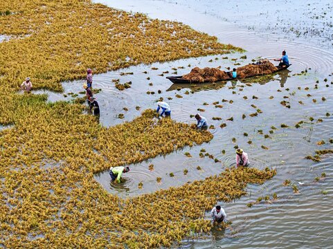 Kishoreganj, Bangladesh March 05 2026: Flood-affected farmers harvest half-submerged Boro paddy in waist-deep water, racing to save crops as rising haor waters threaten total loss.