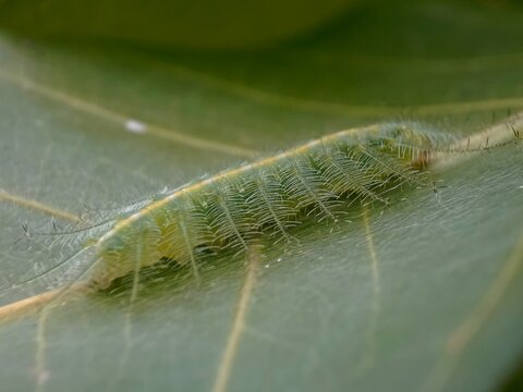 This stunning macro photograph captures a Common Baron caterpillar (Euthalia aconthea) expertly camouflaged against a green leaf