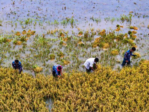 Kishoreganj, Bangladesh March 05 2026: Flood-affected farmers harvest half-submerged Boro paddy in waist-deep water, racing to save crops as rising haor waters threaten total loss.