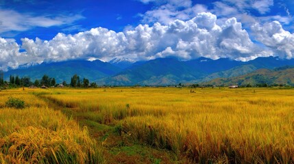 Fototapeta premium Scenic Landscape of Golden Rice Fields Under Dramatic Cloudy Sky with Majestic Mountains in Background Capturing Nature's Bounty and Vibrant Colors