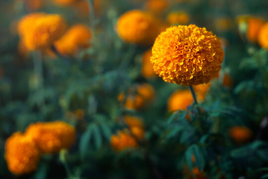 View of vibrant orange marigold flowers blooming in a lush field with soft bokeh background in Sidemen, Bali, Indonesia.