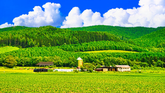  帯広近郊の美しい牧場風景
