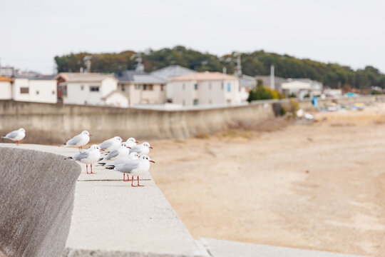 瀬戸内海を眺めるユリカモメ