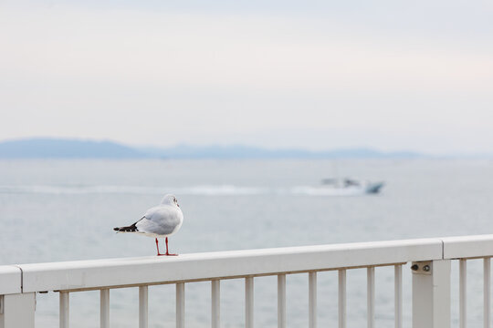 瀬戸内海を眺めるユリカモメ