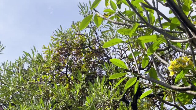 wind blows the bunga jepun leaves in the mording, fair weather when wind suddenly blows hard the leaves, tree and sky background footage