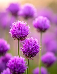 Fototapeta premium Purple Chive Flowers Blooming In A Garden Macro Photography With Soft Bokeh Background And Vibrant Violet Petals On Green Stems