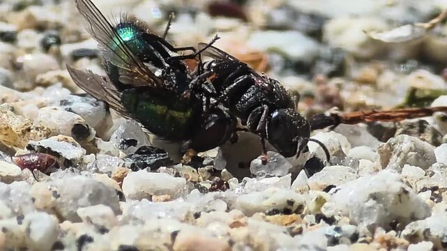 


Digger Wasp Struggling Against Wind While Carrying Captured Fly to Nest
사냥한 파리를 물고 바람에 맞서며 둥지로 향하는 어리코벌
