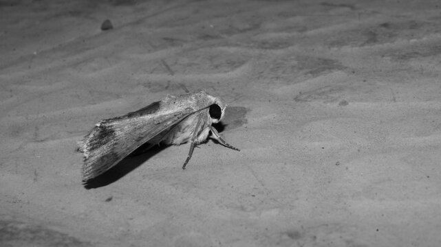 A black and white photograph of an owlet moth. Taken from Las Pinas, NCR, Philippines.
