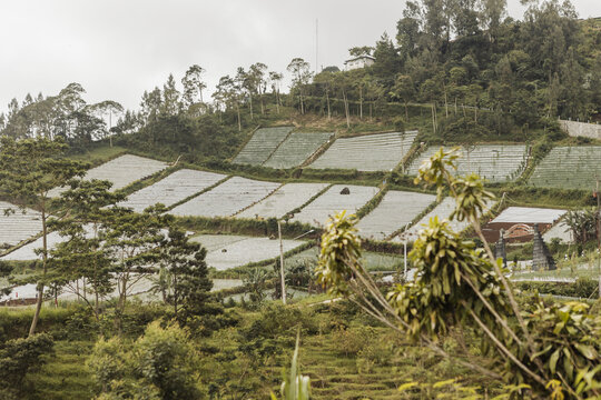 View of Cetho Temple and terraced agricultural fields on a lush green hillside under a misty sky in Kecamatan Jenawi, Jawa Tengah, Indonesia.
