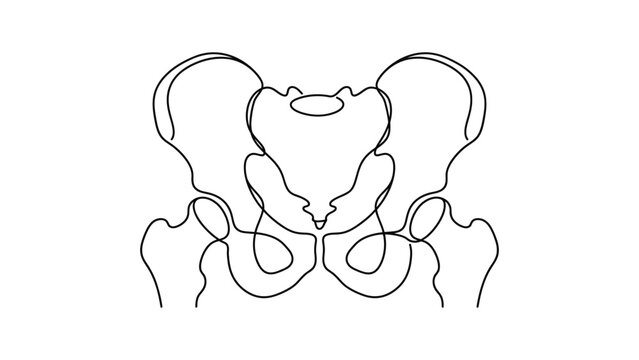 Anatomical illustration of human pelvis.