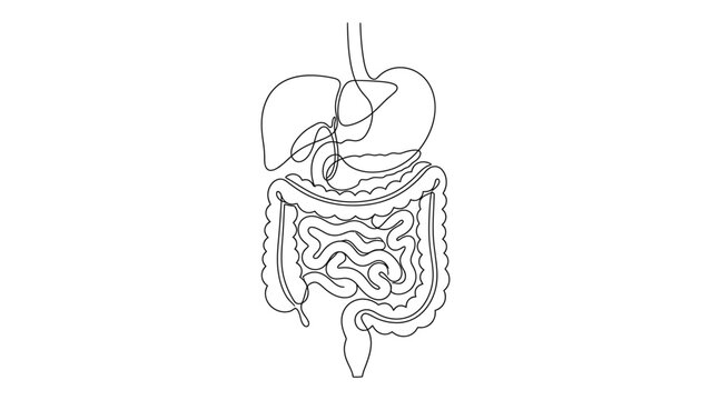 Anatomy of the human digestive system.