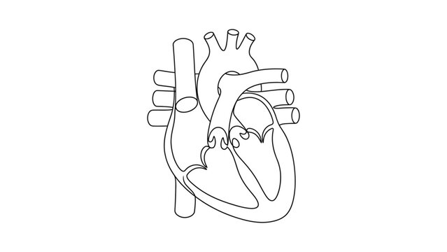 Anatomical illustration of a human heart.