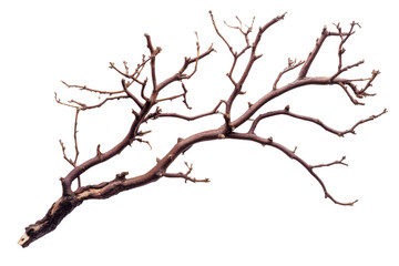 Fototapeta premium Detailed Monochrome Branching Structure Resembling Neurons Or Coral On Black Background branches network