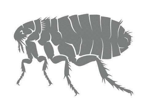 Flea vector illustration, parasitic insect silhouette, pest control graphic, animal parasite icon, gray flea design for veterinary and hygiene concepts