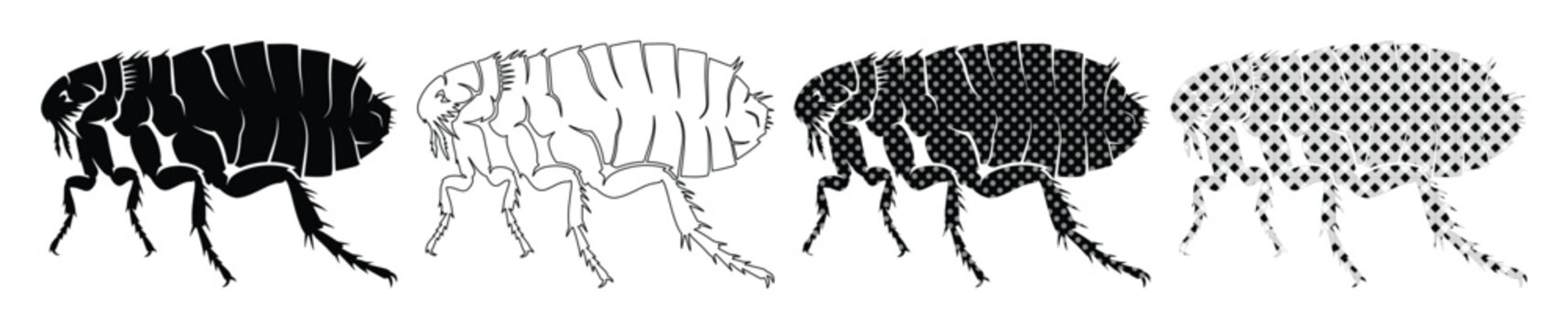 Flea vector icon set, four distinct black and white flea illustrations, detailed insect pest graphics for biology and veterinary design, isolated on white background