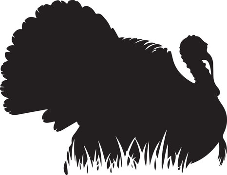 Black silhouette of a wild turkey standing on grass in profile with tail feathers fanned, perfect for Thanksgiving or wildlife themes