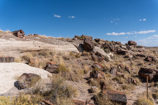 Petrified Forest National Park in Arizona. Giant Logs and Rainbow Forest. Triassic trees were covered by volcanic ash. Silica formed quartz crystals which replaced organic matter petrifying the wood.
