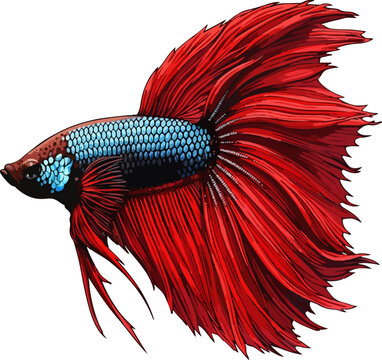 Betta splendens illustration art