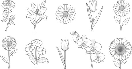 Elegant flower outline vector collection with rose lily daisy tulip orchid and botanical line art for decoration design © MDNUR