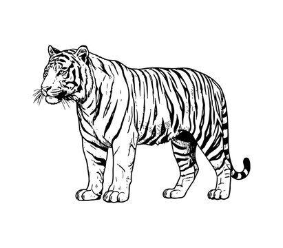 Majestic tiger standing tall in a bold black and white outline illustration with detailed stripes