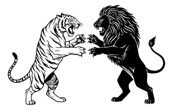 Black and white illustration of a roaring tiger and lion facing off in a fierce aggressive confrontation