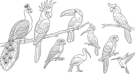 Exotic bird outline illustration set with parrot peacock toucan cockatoo wildlife line art collection for design use © MDNUR