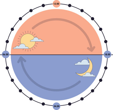 Circadian rhytm cycle diagram illustration. The 24 hours biological body clock cycle for healthy, hormonal, sleep schedule. Vector isolated