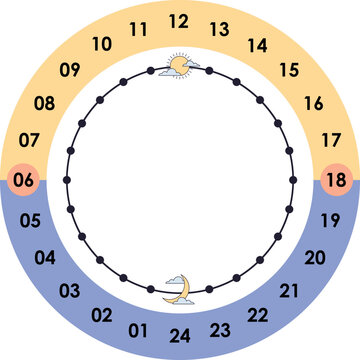 Circadian rhytm cycle diagram illustration. The 24 hours biological body clock cycle for healthy, hormonal, sleep schedule. Vector isolated