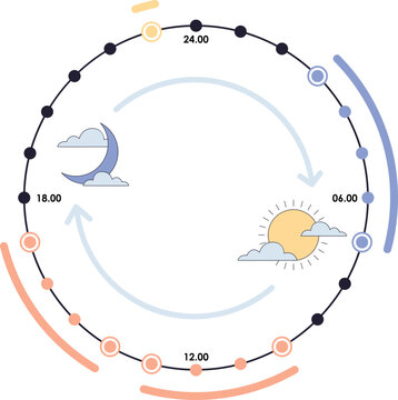 Circadian rhytm cycle diagram illustration. The 24 hours biological body clock cycle for healthy, hormonal, sleep schedule. Vector isolated