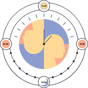 Circadian rhytm cycle diagram illustration. The 24 hours biological body clock cycle for healthy, hormonal, sleep schedule. Vector isolated