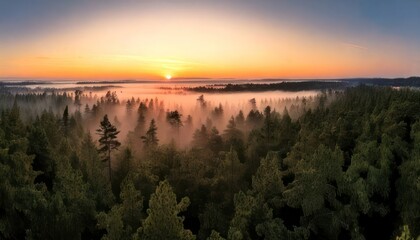 Obraz premium Aerial View of Foggy Forest at Sunrise - A Serene Landscape.