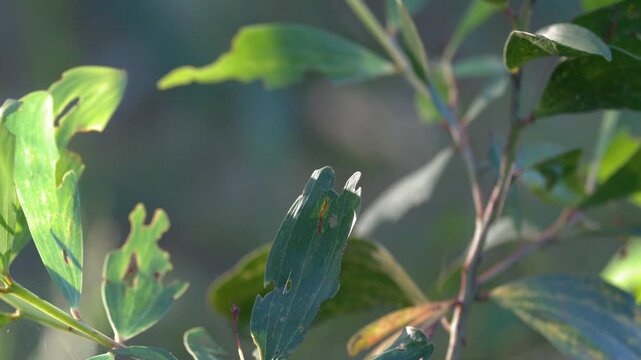 Close Up of Australian Wattle Leaves in Natural Daylight