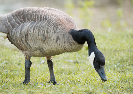 Canadian Goose at Cheam Lake Wetlands Regional Park during a spring season in Rosedale, Fraser Valley, British Columbia, Canada