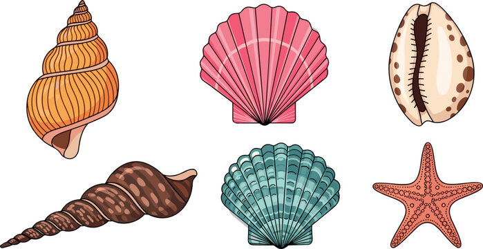 Colorful seashell and starfish set with conch scallop and cowrie marine elements flat vector illustration for beach coastal design