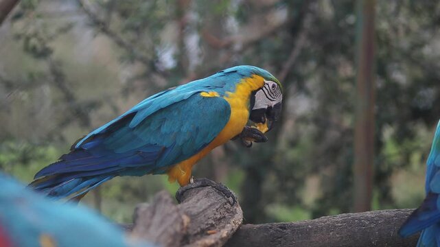 Blue and yellow macaw eats in a garden