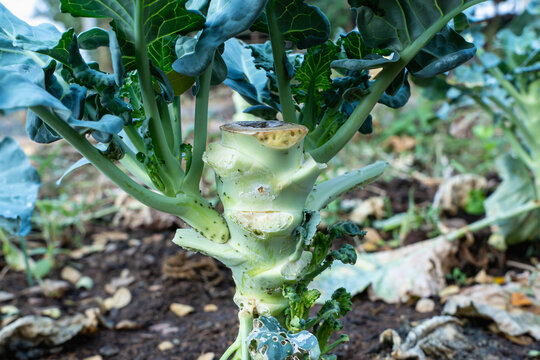 Close-up of a harvested broccoli or cabbage stem with green leaves in a backyard garden. Organic vegetable plant growing in soil after harvesting. Agriculture, healthy food and home gardening