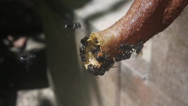 Close-up of stingless honey bees or Kelulut bees entering and exiting a resinous nesting tube in a tropical garden, Heterotrigona Itama natural hive entrance activities. 