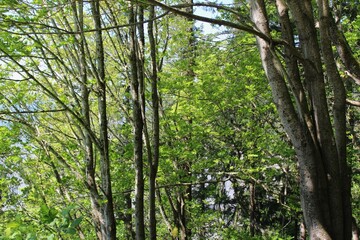 Fototapeta premium Tree branches with fresh green leaves in spring