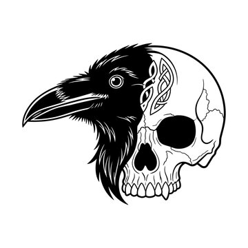 Half Raven Half Skull with Celtic Knot Detail.