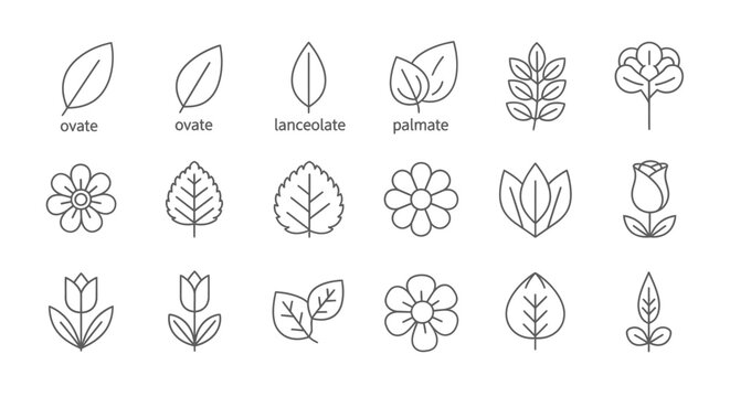 Set of linear icons featuring various botanical leaf shapes and floral designs.