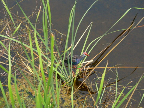 Purple Swamphen ( Porphyrio porphyrio ) eating reed on water in wetland, The blue waterbird has colorful beaks and red long legs in lake,Thailand