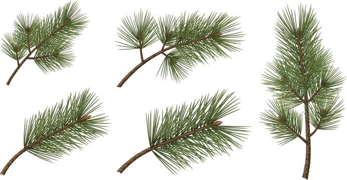 Five pine branches with green needles and brown buds on white background pine needles evergreen conifer