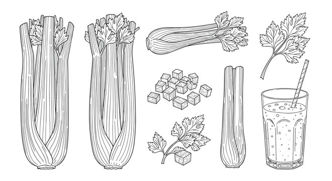 Set of hand-drawn celery sketches including whole stalks, chopped pieces, leaves, and a glass of fresh green juice.