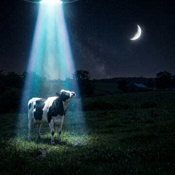 Cow standing in field illuminated by UFO beam at night  