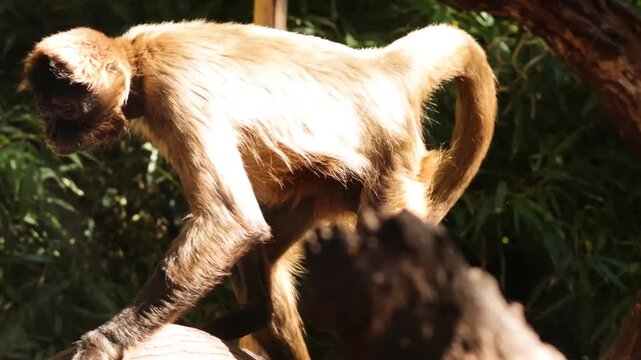 Spider monkey climbing through wooden structures at wildlife sanctuary then sitting and yawning.