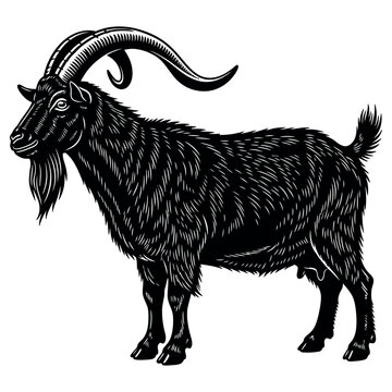 black goat with large curved horns standing vector illustration